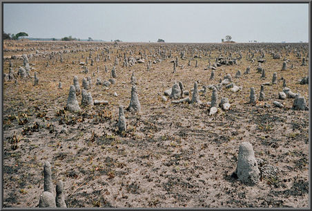 Termitenhügel Afrika